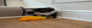 Mixed Breed Kitten 3