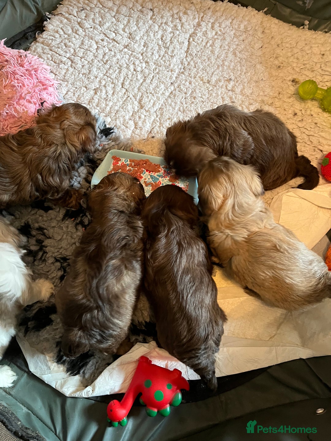 Shih Tzu dogs for sale: Adorable Shih Tzu puppies  - Image 1
