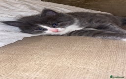 Domestic Shorthair cats for sale: British shorthair cross domestic shorthair   - Image 3