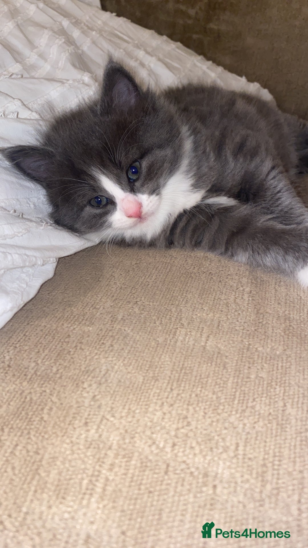 Domestic Shorthair cats for sale: British shorthair cross domestic shorthair   - Image 3