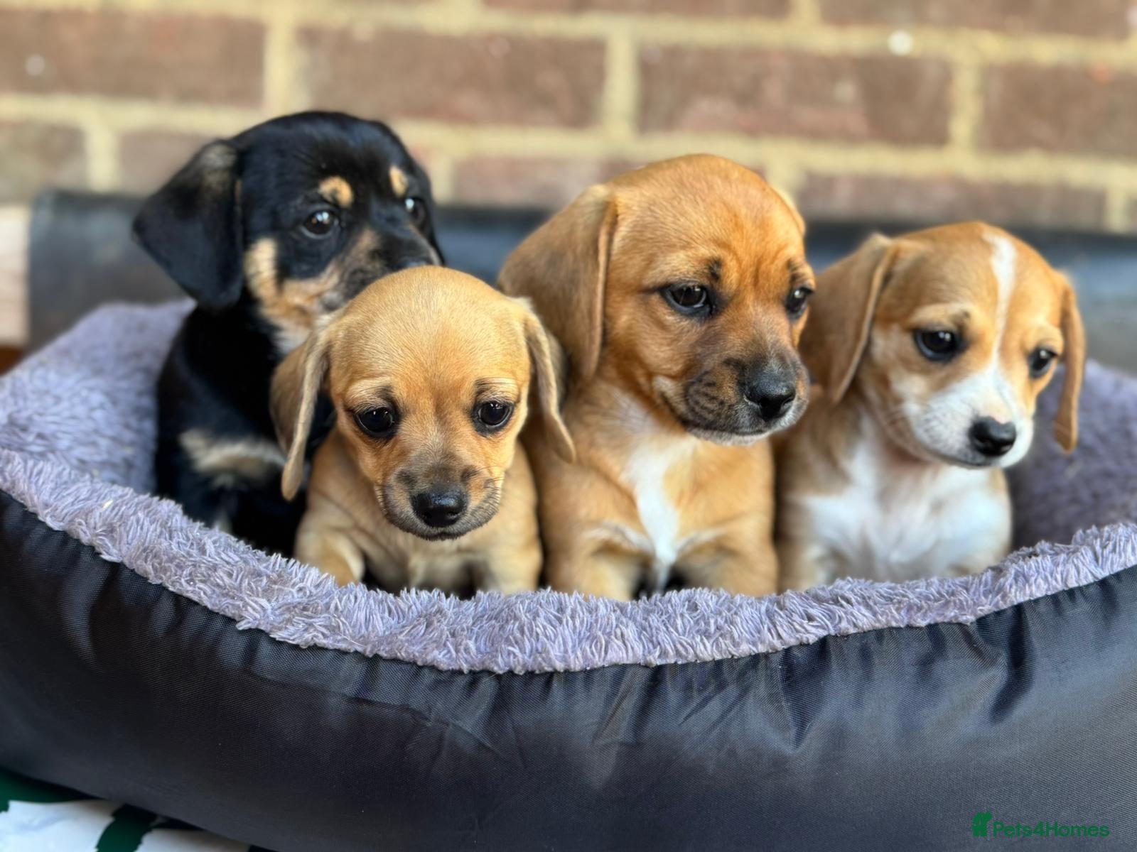 Mixed Breed dogs Miniature dachshund X puppies  - Advert 15