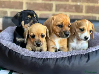 Mixed Breed dogs Miniature dachshund X puppies - Advert 5