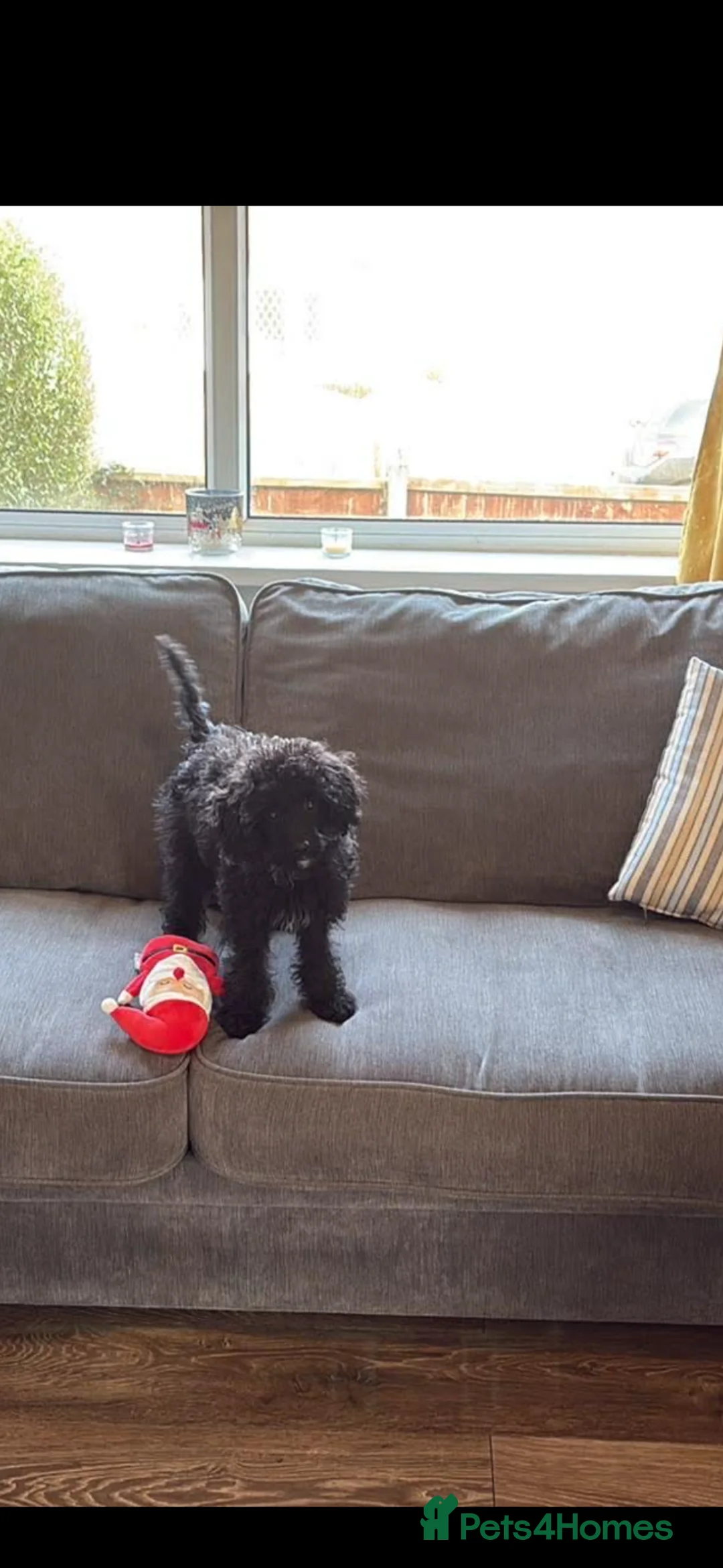 Cockapoo dogs for sale: Emmie - Advert 1