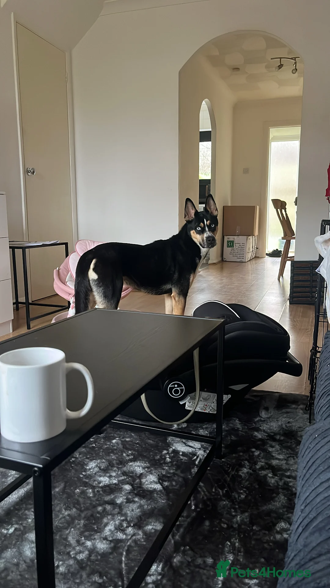 Mixed Breed dogs for sale: Alvara needs a new loving home  - Advert 5