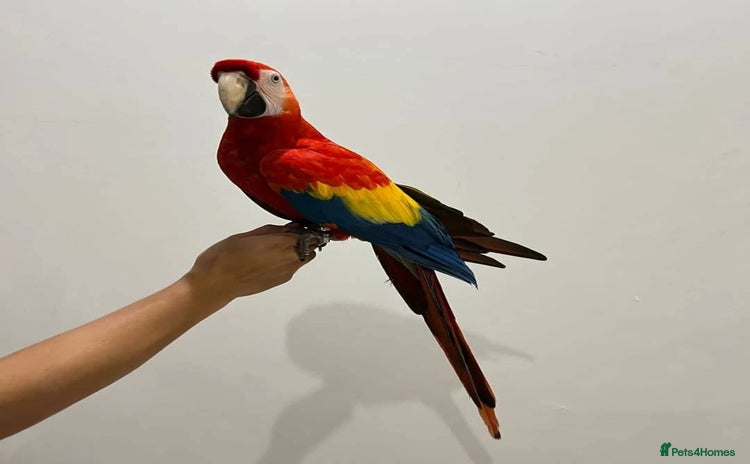 Macaws birds - Advert 1