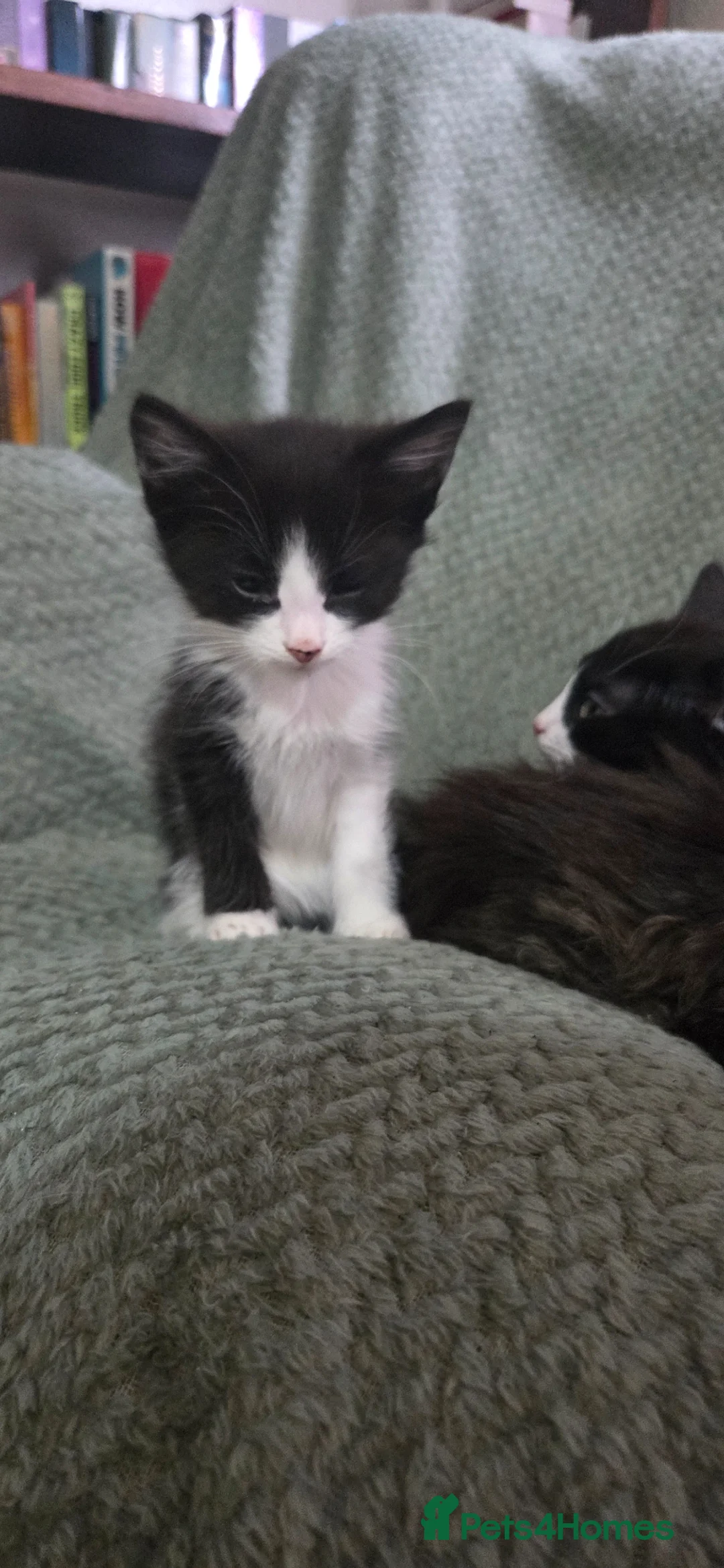 Mixed Breed cats for sale: Kittens - Advert 2