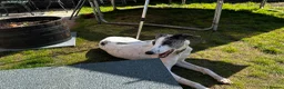 Lurcher dogs for stud: Gorgeous blue merle lurcher for stud  - Advert 5
