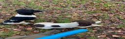 English Springer Spaniel dogs for sale: Working springer spaniels  in Totnes - Advert 9