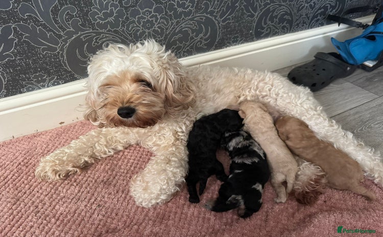 Cavapoo dogs - Advert 2