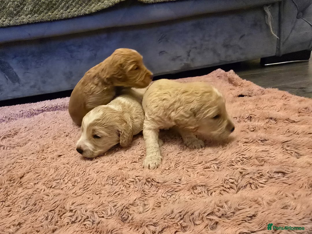 Goldendoodle dogs for sale: Goldendoodle🐶 - Advert 4