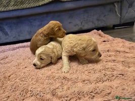 Goldendoodle dogs Goldendoodle🐶 - Advert 1