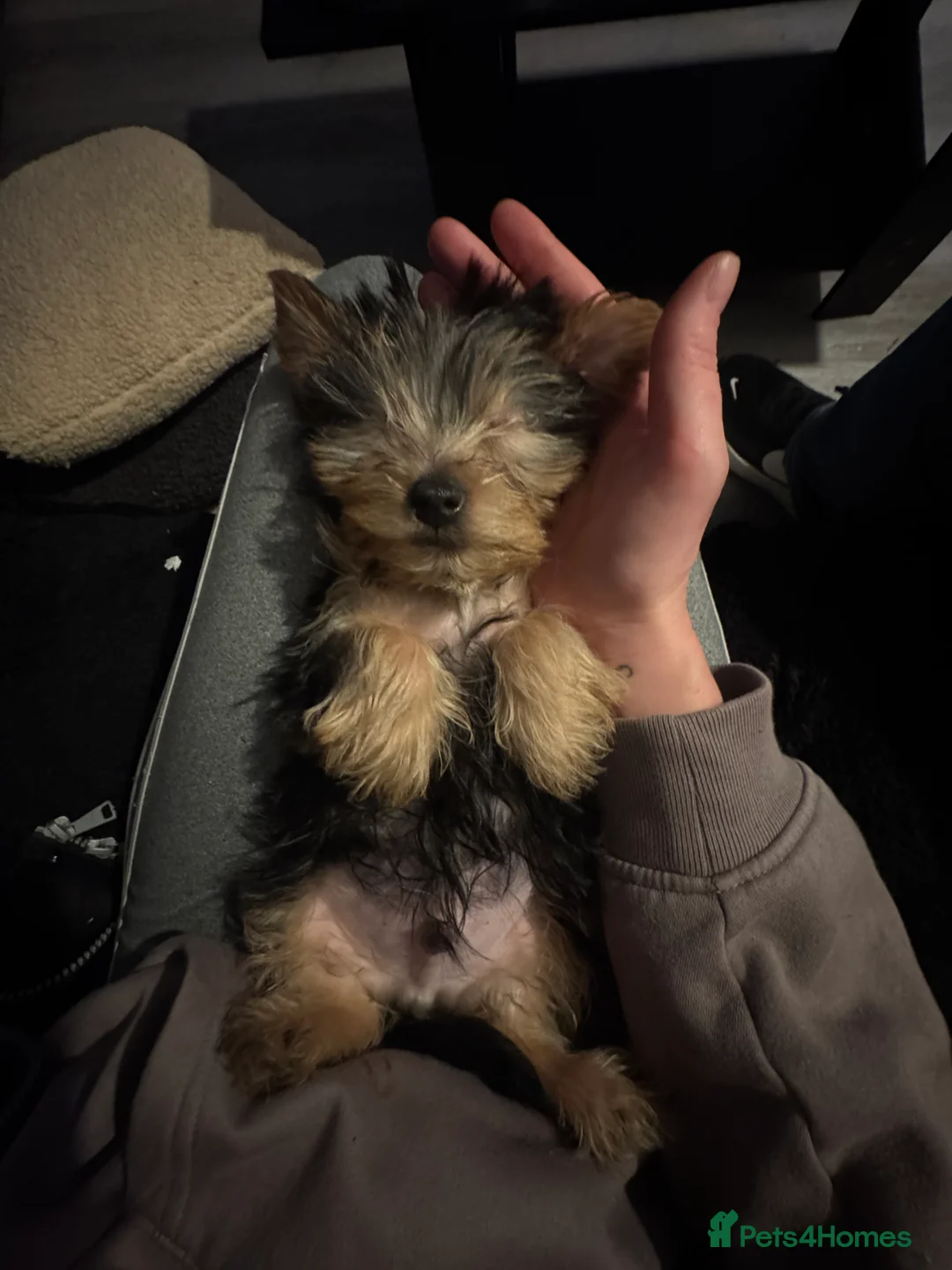 Yorkshire Terrier dogs for sale: Yorkshire Terrier Pup - Male - Advert 1