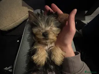 Yorkshire Terrier dogs Yorkshire Terrier Pup - Male - Advert 7