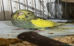 Budgerigars birds for sale: Hand Tame Budgie Chicks - Ready Soon in Chipping Norton - Image 8