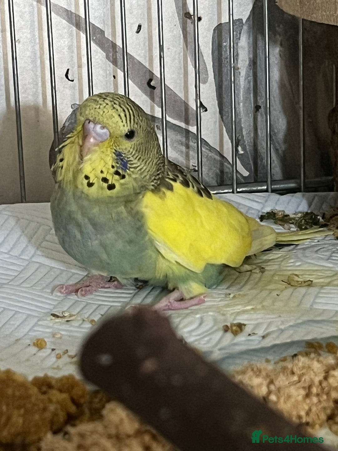 Budgerigars birds for sale: Hand Tame Budgie Chicks - Ready Soon in Chipping Norton - Image 8