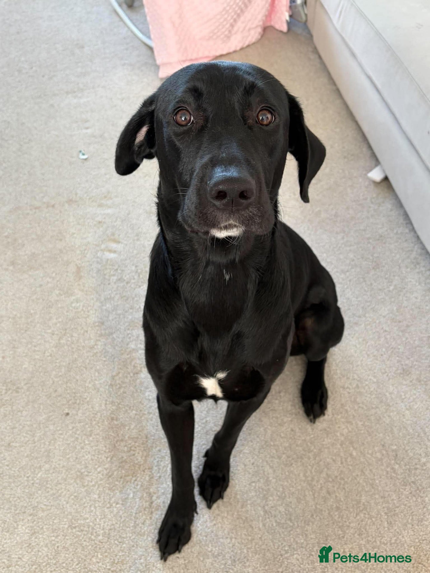 Mixed Breed dogs Spritz ❤️ - Advert 1