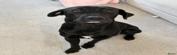 Mixed Breed dogs for adoption: Spritz ❤️ in Hornchurch - Advert 1