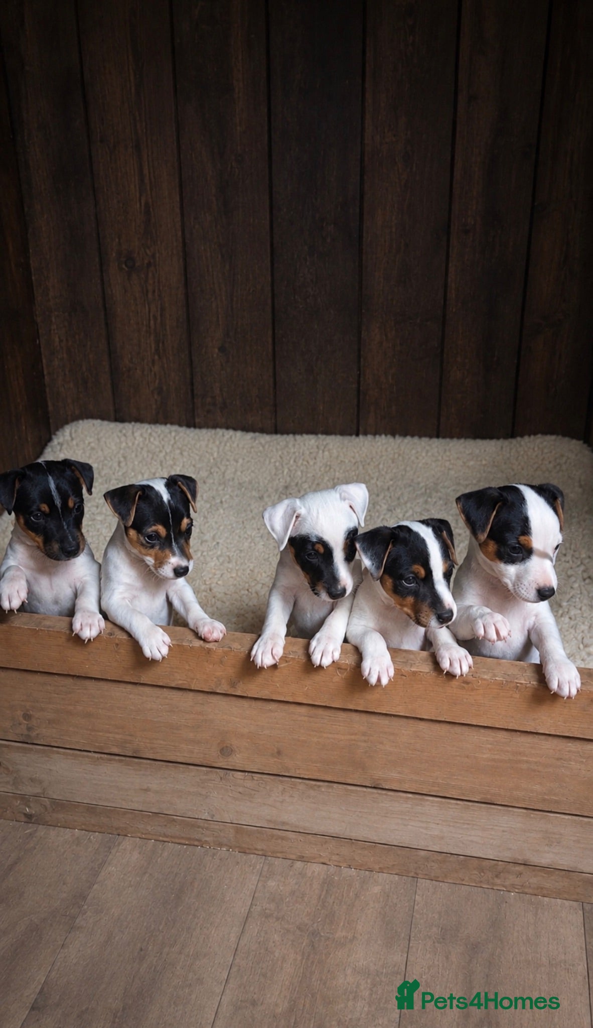 Jack Russell dogs Jack Russell puppies for sale  - Advert 1