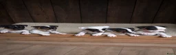 Jack Russell dogs for sale: Jack Russell puppies for sale  - Advert 1