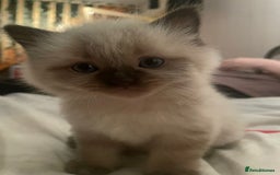 Ragdoll cats for sale: Beautiful Ragdoll kittens  - Image 4
