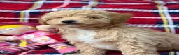 Poochon dogs for sale: Beautiful Teddy Bear Poochon Puppies  - Advert 11
