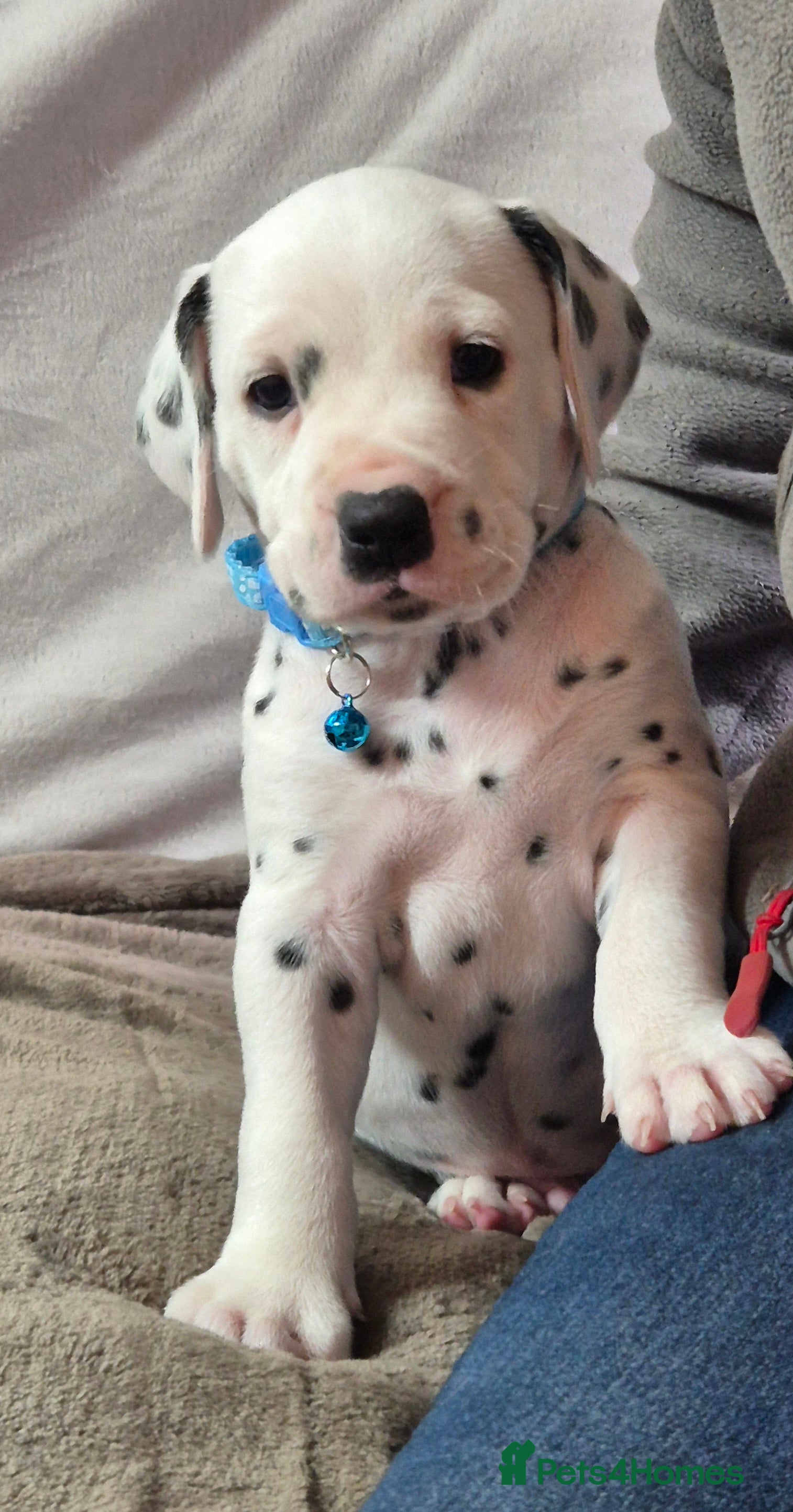 Dalmatian dogs Beautiful KC Reg LUA Dalmatian Pups - Advert 2