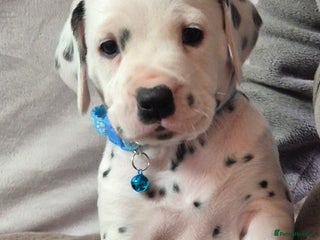 Dalmatian dogs Beautiful KC Reg LUA Dalmatian Pups - Advert 3