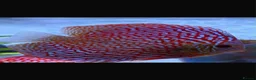 Discus fish for sale: Discus fish  - Advert 2