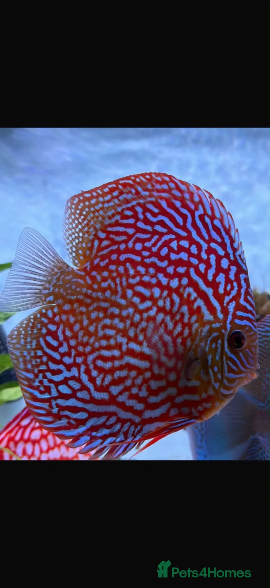 Discus fish for sale: Discus fish  - Advert 2