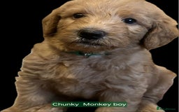 Labradoodle dogs for sale: Outstanding beautiful labradoodles F3b puppies - Image 11