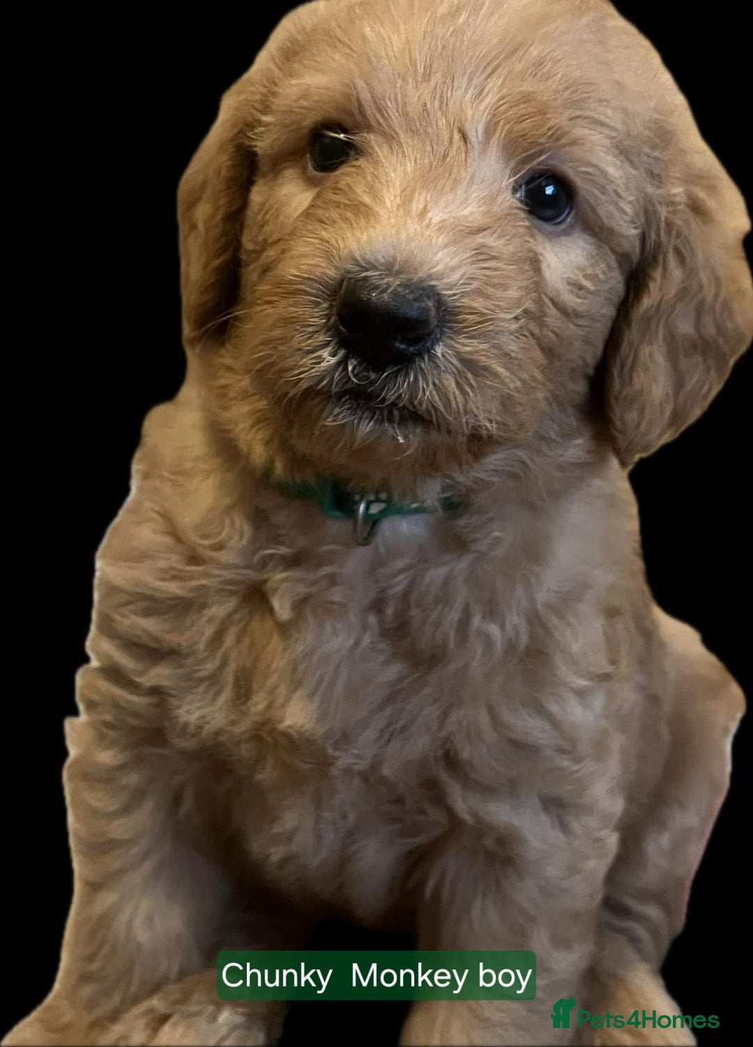 Labradoodle dogs for sale: Outstanding beautiful labradoodles F3b puppies - Image 11