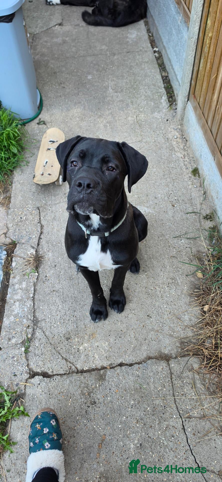 Cane Corso dogs 6 months old cane corso female - Advert 1