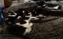 Mixed Breed cats for sale: Mixed kittens  - Image 4