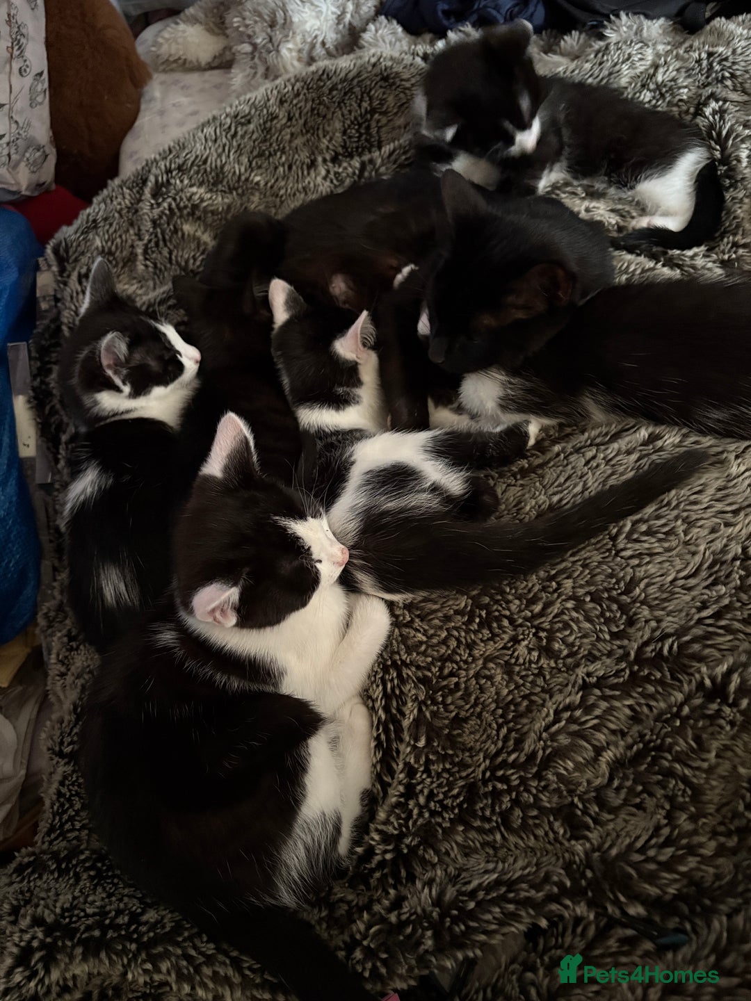 Mixed Breed cats for sale: Mixed kittens  - Image 4