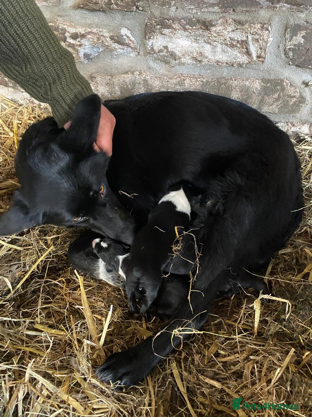 Border Collie dogs for sale: Beautiful collie puppies available  - Advert 8