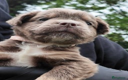 Old Tyme Bulldog dogs for sale: Fluffy Olde English Bulldogs – Ready Now 🏡 - Image 3