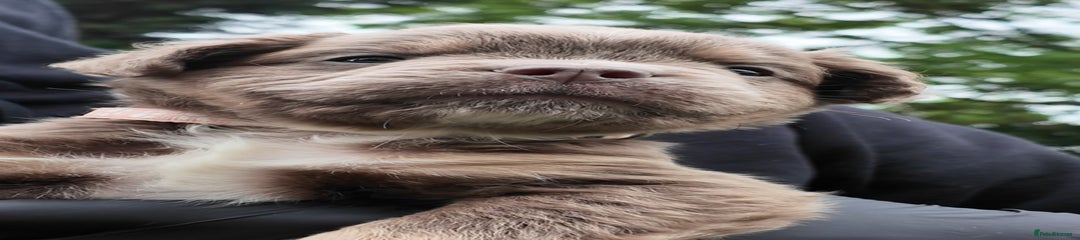 Olde English Bulldog Puppy 3