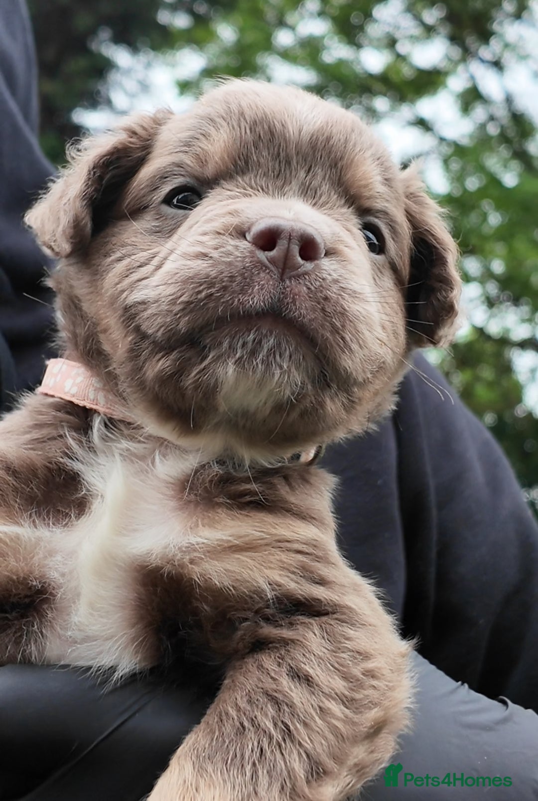 Old Tyme Bulldog dogs for sale: Fluffy Olde English Bulldogs – Ready Now 🏡 - Image 3