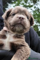 Old Tyme Bulldog dogs - Advert 2