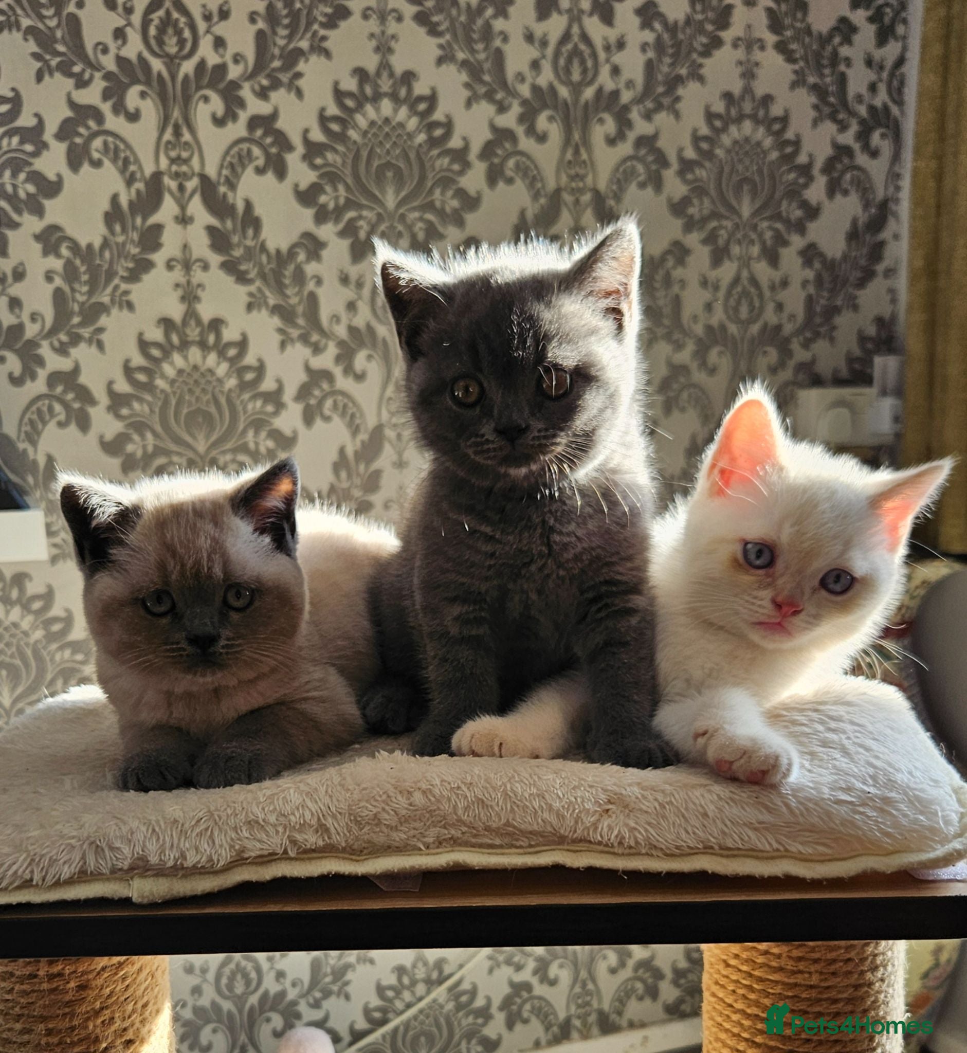 British Shorthair cats Adorable Purebred British Shorthair Kittens - Advert 1