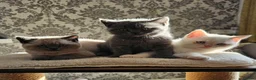 British Shorthair cats for sale: Adorable Purebred British Shorthair Kittens in Oldbury - Advert 1