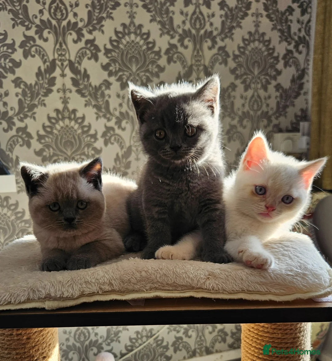 British Shorthair cats for sale: Adorable Purebred British Shorthair Kittens in Oldbury - Advert 1