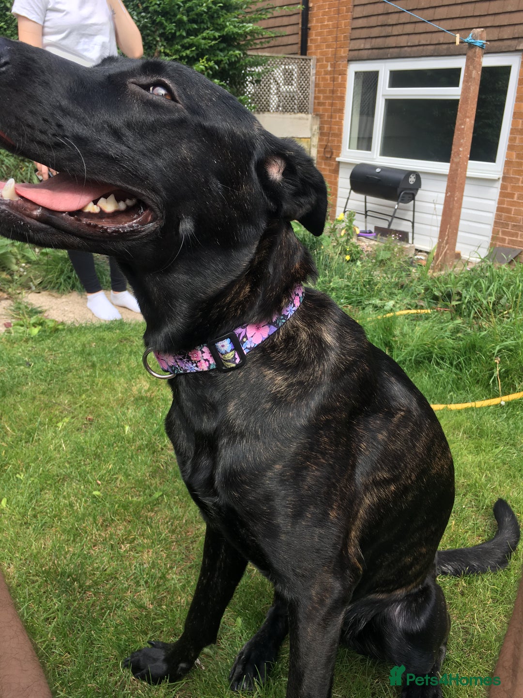 Mixed Breed dogs for sale: Cane corso x Belgium mal  - Image 1
