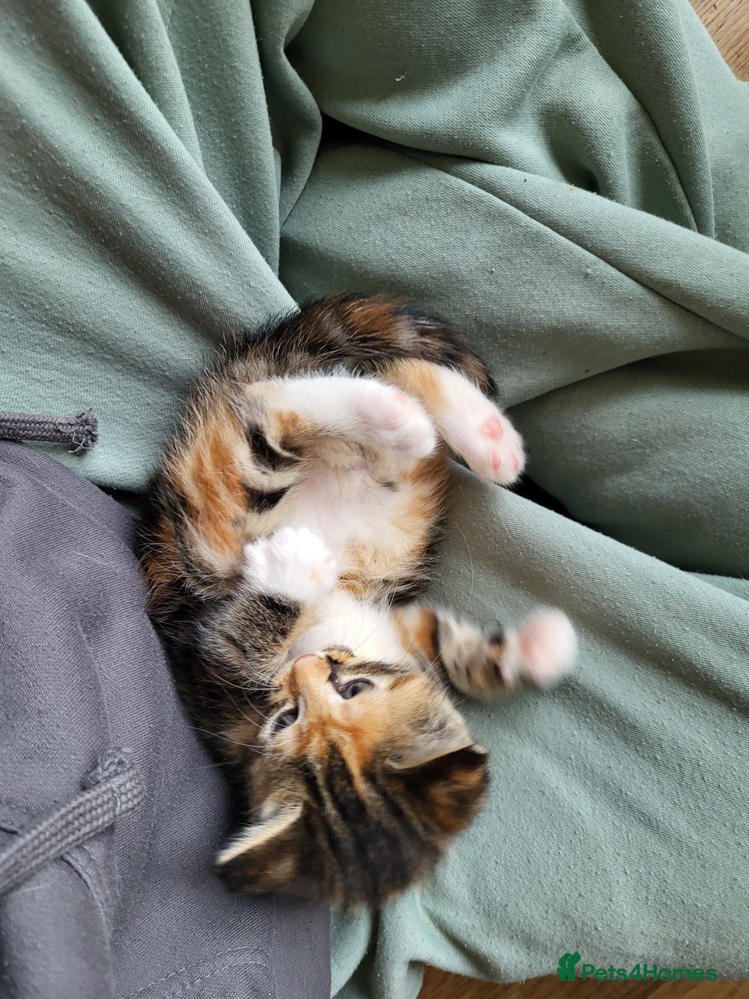 Mixed Breed cats for sale: Mixed kittens for sale, wide range of variety. - Advert 8