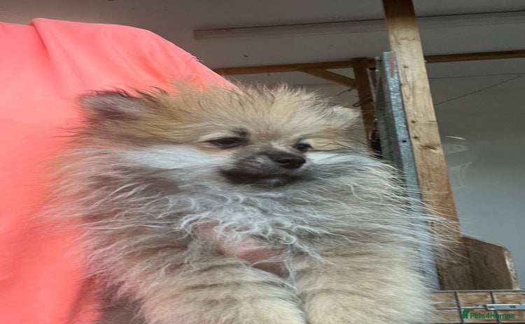 Pomeranian dogs - Advert 8