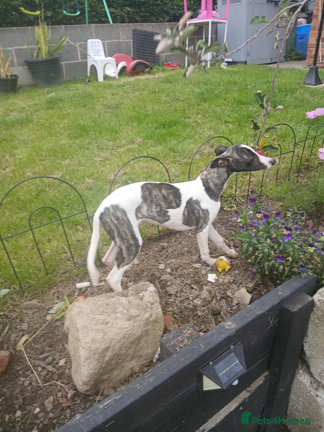 Whippet dogs for sale: Whippet pups - Image 8