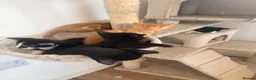 Mixed Breed cats for sale: Beautiful kittens for sale - Advert 8