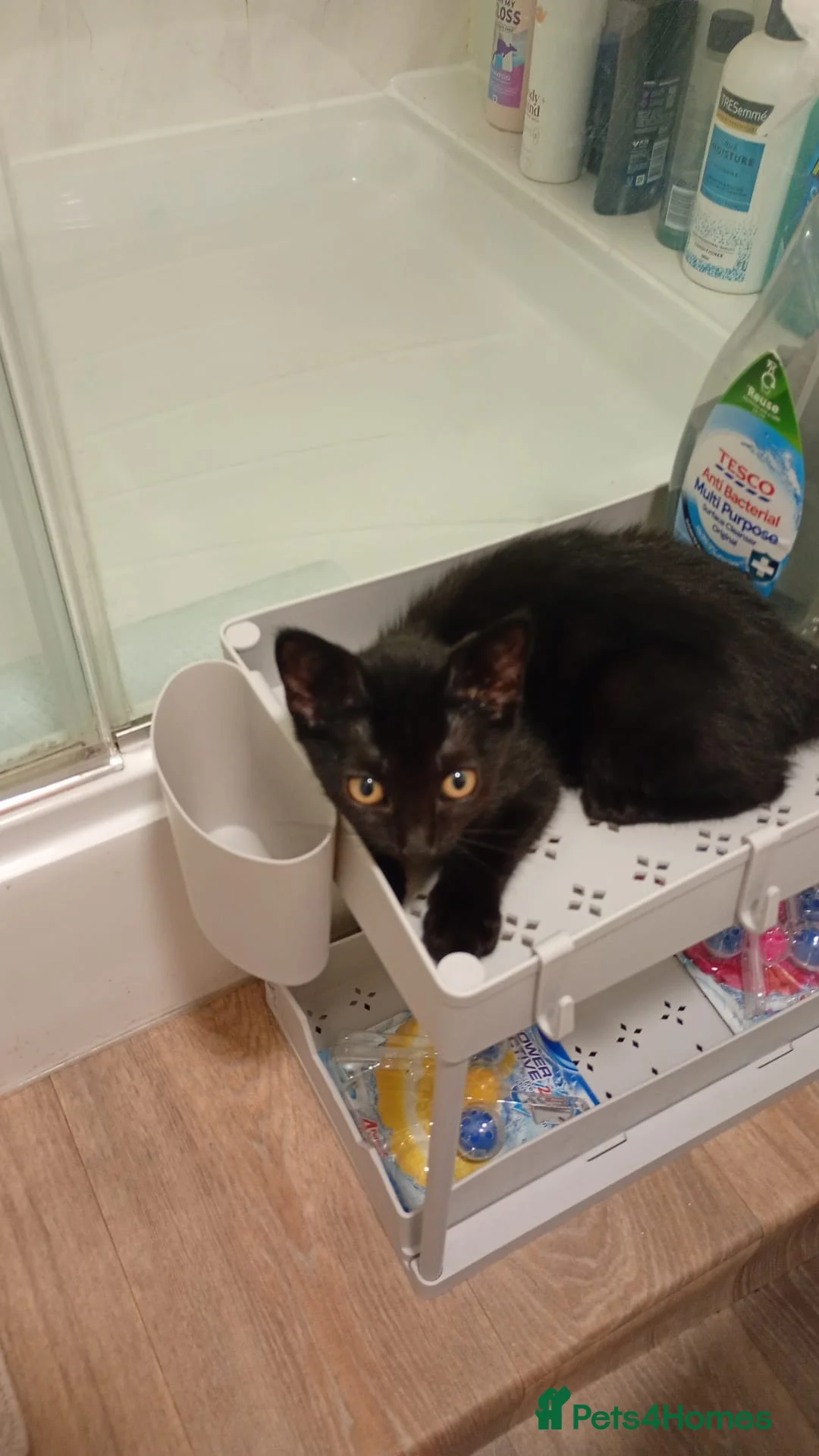 British Shorthair cats for sale: Cute cuddle female for a good home  - Advert 2