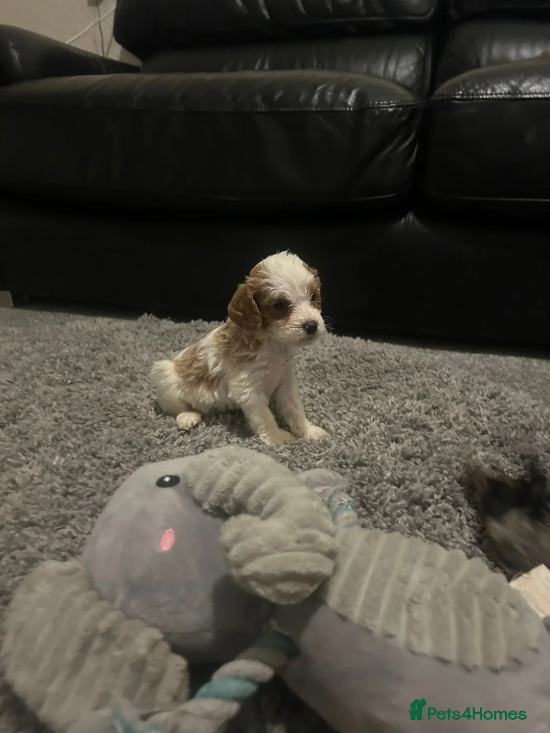 Cavapoo dogs for sale: F1 Cavapoo puppies  - Advert 5