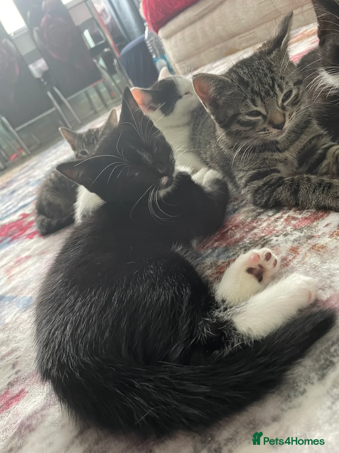 Mixed Breed cats for sale: 1 boy and 3 girls  - Advert 9